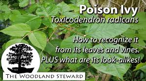 Poison ivy, poison oak, poison sumac … oh my! Poison Ivy How To Recognize It From Its Leaves And Vines Plus What Are Its Look Alikes Youtube