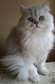 Adopt Vita On Petfinder Cat Allergies Cats Persian Cat