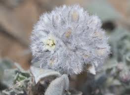 Image result for Seddera suffruticosa