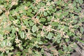 Image result for Glinus