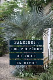 Aller à la plantation du palmier en pot choisissez un pot légèrement plus grand que la motte du palmier. Comment Proteger Ses Palmiers En Hiver Explications Et Conseils
