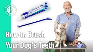 Ensure you always lavishly praise your puppy after you've finished and he'll soon look forward to his daily brushings. How To Brush Your Dog S Teeth Akc Vet S Corner Youtube