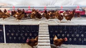 Check spelling or type a new query. Eggs Q A What S The Difference Between Free Run And Free Range Eggs Get Cracking