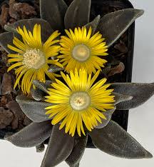 Image result for Nananthus aloides