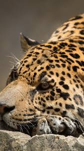 Browse 625 black jaguar animal stock photos and images available, or start a new search to explore more stock photos and images. Wallpaper Jaguar Look Cute Animals Animals 4743 Page 32