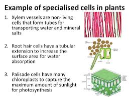 Check spelling or type a new query. Cells Objectives Label The Different Parts Of The Cell Describe The Functions Of The Different Parts Of The Cell Compare A Typical Animal Ppt Download