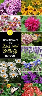 Check spelling or type a new query. Pin By Stephanie Gibson On Gardening In 2021 Best Flowers For Bees Butterfly Garden Plants Butterfly Garden