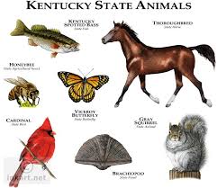 State Animals Of Kentucky Line Art And Full Color Illustrations Animal Posters Animals Kentucky State
