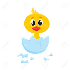 Carater Bonito Da Galinha Do Bebe Dos Desenhos Animados Do Vetor Pintainho Engracado Pequeno Amarelo Que Choca Do Ovo Animal Liso Do Passaro Ilustracao Isolada Em Um Fundo Branco Ilustraciones Vectoriales Clip