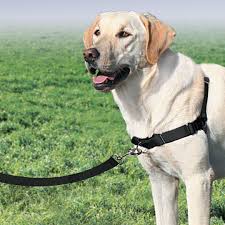 Details About Petsafe Easy Walk Harness With Front Attachment Lead Humane Dog Collar Lead