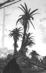 Image result for Stolzia williamsonii