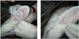 Image result for scabies rabbits ears