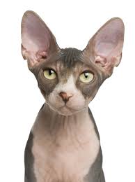 When he is not receiving the attentions of his adoring fans, the curious and energetic sphynx cat is exploring his surroundings, climbing his cat tree or otherwise seeking high places, chasing a bug or just generally getting into mischief. Hairless Cats For Sale Cat And Dog Lovers