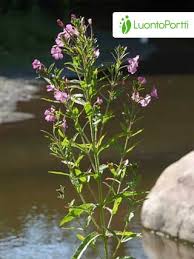 Image result for Epilobium hirsutum