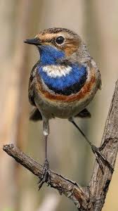 Pin Von B E Strumpfelbach Auf Wonderful Animals Tiere Und Vogel Vogel Fotos Bunte Vogel