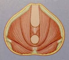 Anatomie organe der frau, weibliche geschlechtsorgane beckenorgane im becken, innere äußere geschlechtsorgane, eireifung eisprung hormone befruchtung. Die Anatomie Des Beckenbodens Ein Echtes Meisterstuck