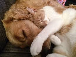 Check spelling or type a new query. Pet Rescues And Non Profits Animal Care Clinic Of Fox Valley