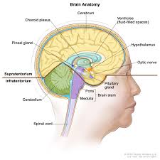 A map over the different structures of the nervous systems in the body, showing the cns, pns, autonomic nervous system, and enteric nervous system. Adult Central Nervous System Tumors Treatment Pdq Health Professional Version National Cancer Institute
