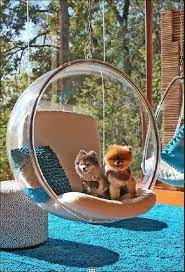 can t help myself boo the dog bubble chair dog friends