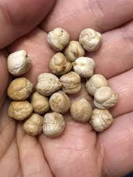 Image result for Cicer arietinum