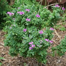 Image result for Polygala filicaulis
