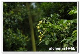 Image result for Clausena lansium