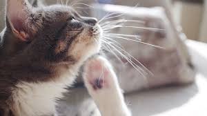 Before using products containing essential oils on their pets, she said, owners should make sure that they are labeled for use with that specific species: 6 Home Remedies For Fleas On Cats