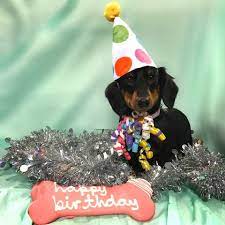 Ella Turns 1 Dachshund Birthday Dachshund S First Birthday Happy Birthday Dog Birthday Pho Dachshund Birthday Happy Birthday Dog Dog Birthday Photoshoot