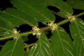 Image result for Lasianthus kilimandscharicus