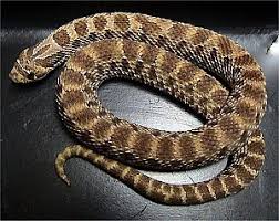 Maybe you would like to learn more about one of these? List Of Snakes Of South Dakota Wikipedia