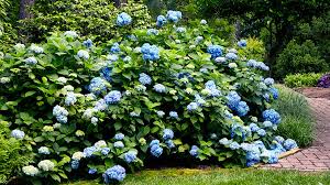 Different types of hydrangea bushes benefit from specific growing the type of hydrangea bush that is probably the most familiar is the bigleaf hydrangea. How To Care For Bigleaf Hydrangeas Garden Gate