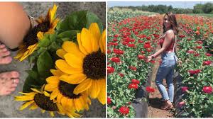 Grand rapids you pick flowers. This Farm Near Tampa Lets You Pick A Bouquet Of Flowers Narcity