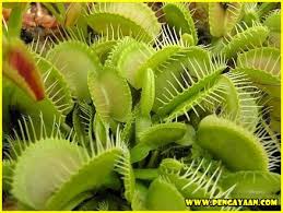 We did not find results for: Ciri Khusus Tumbuhan Venus Dan Fungsinya Materi Sekolah Pengayaan Com