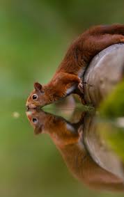 Desktop, tablet, iphone 8, iphone 8 plus. Download 840x1336 Wallpaper Reflections Water Drinking Squirrel Iphone 5 Iphone 5s Iphone 5c Ipod Touch 840x1336 Hd Image Background 25038