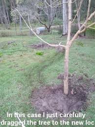 For example, evergreen and pine trees do best in early fall, oak trees in early spring, maple trees in late fall, and fruit trees in early spring, right before growth. How To Transplant A Fruit Tree In 4 Easy Steps Self Sufficient Me
