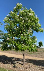 Image result for Catalpa