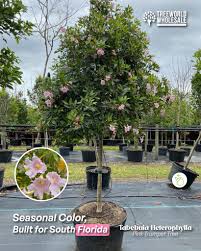Image result for Tabebuia heterophylla