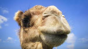 There are three living species of camels. You Have No Idea Where Camels Really Come From Latif Nasser Youtube