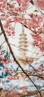 Cherry Blossom Iphone X Hd Wallpapers Ilikewallpaper Give your cell phone a spring makeover with this cherry blossom wallpaper. cherry blossom iphone x hd wallpapers