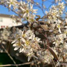 Image result for Amelanchier laevis