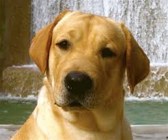 Yellow Lab - Belle's Winning Tradition JH - Yellow Labrador Retriever