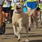 Run/Walk for the Paws 5K