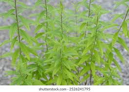 Image result for Aloysia citrodora