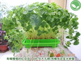 全自動有機芽菜機 有機芽菜箱 芽菜種子 紅豆 紅豆種植過程 herbs blog blog posts