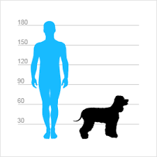 Image result for irský vodní španěl