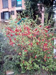 Maybe you would like to learn more about one of these? What Is This Shrub With Simple But Attractive Red Flowers Gardening Landscaping Stack Exchange
