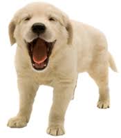 Hours may change under current circumstances Pet Wellness Clinic Veterinarian In Jackson Tn Usa What To Expect