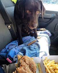 Pin Pa Labradors 4 Life