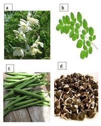 Image result for Moringa oleifera
