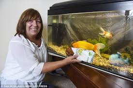 It really depends on the number of goldfish you're if you do get an aquarium be sure to get a long rectangular shaped one to provide them with plenty of space to swim in. Goldfish As Big As A Subway Sandwich Gets Angry If He Isn T Fed On Time Daily Mail Online